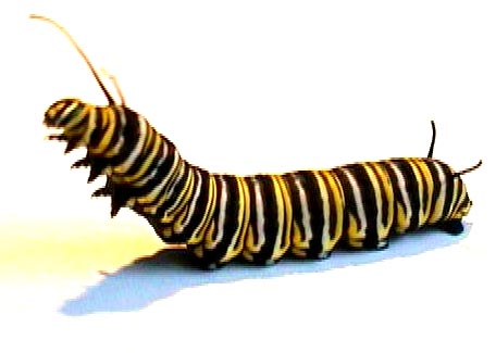 Monarch Caterpillar Clipart