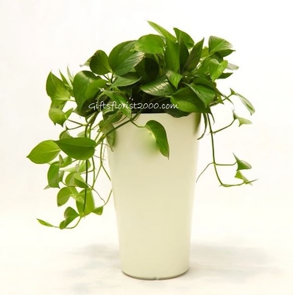 Money Plant Care