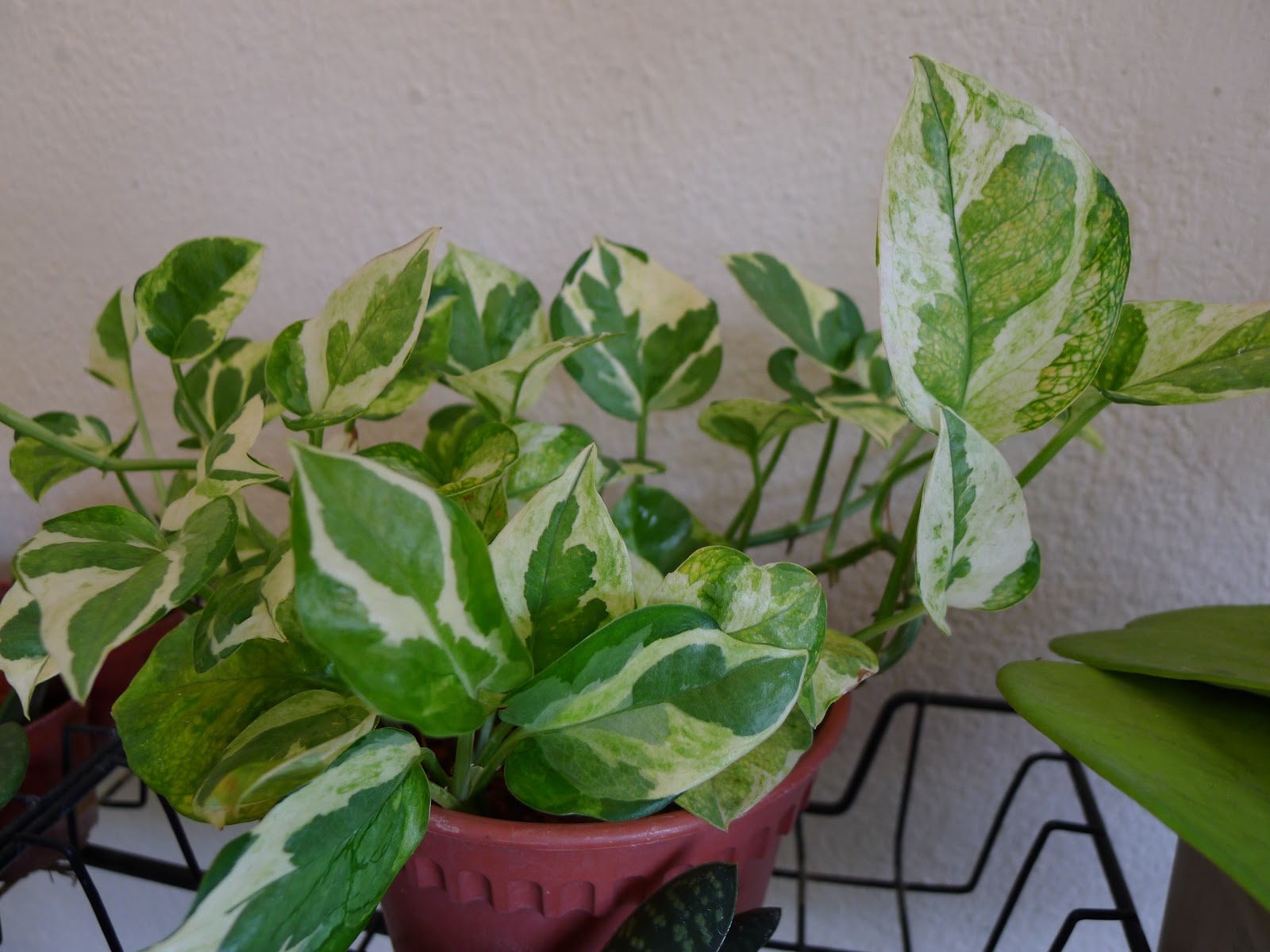 Money Plant Care In Water