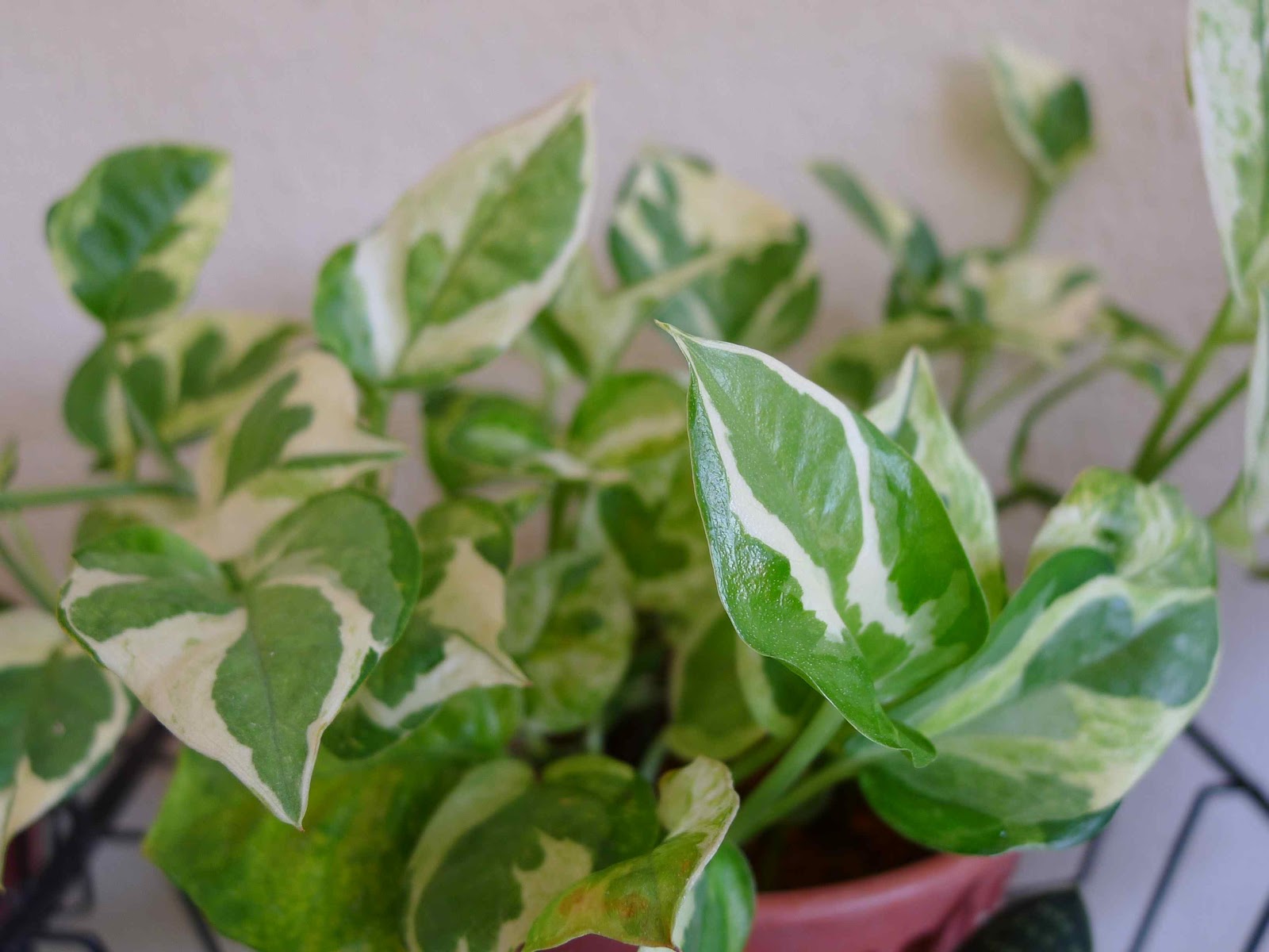 Money Plant Care In Water