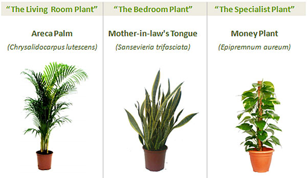 Money Plant Care Indoor