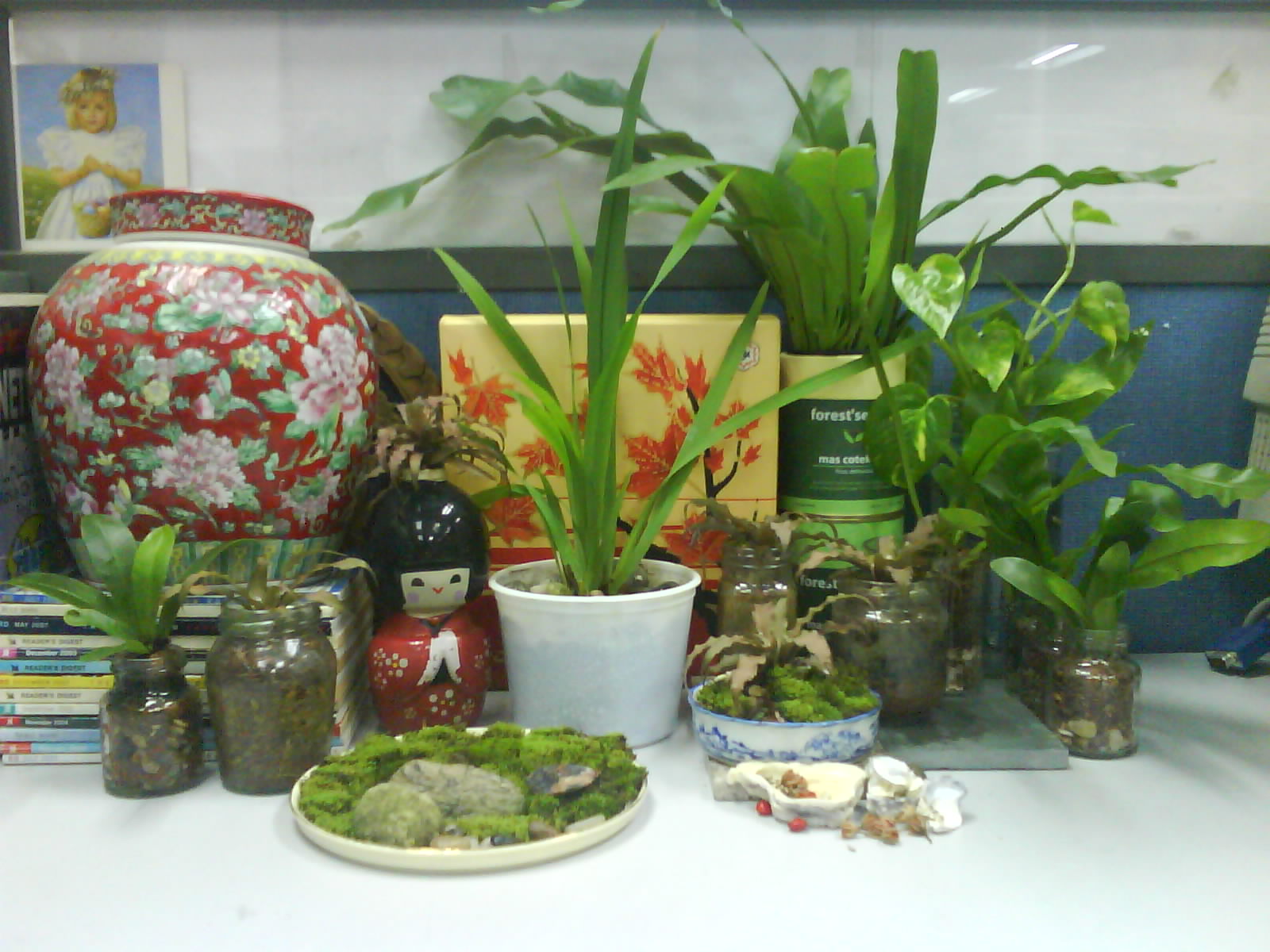 Money Plant Care Indoor