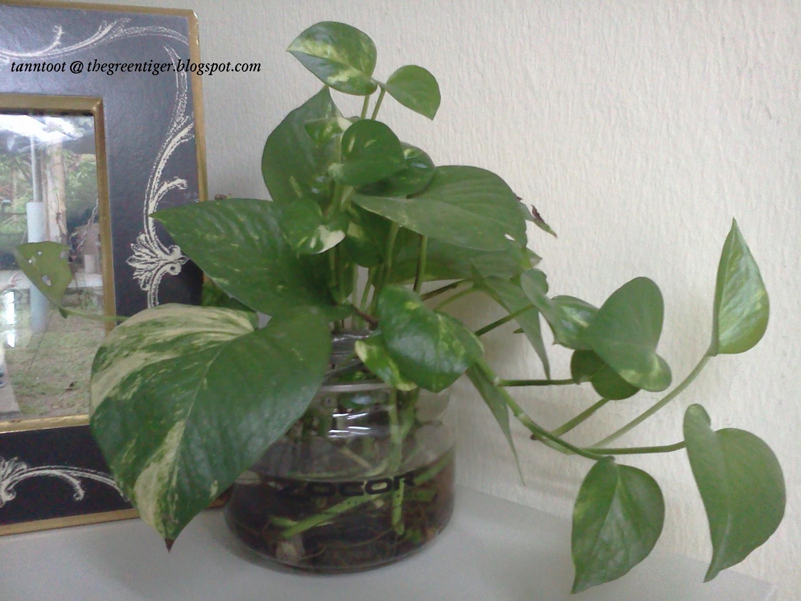 Money Plant Care Indoor