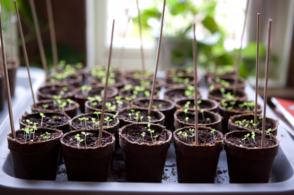 Money Plant Care Indoor