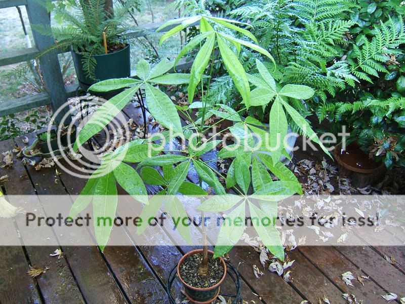 Money Plant Care Instructions