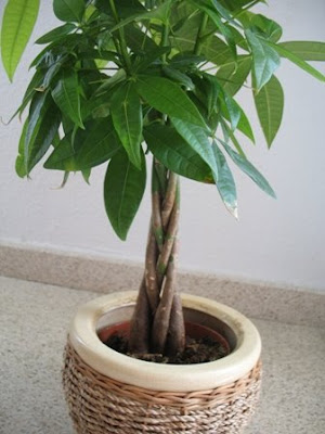 Money Plant Care Pruning