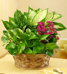 Money Plant Care Tips