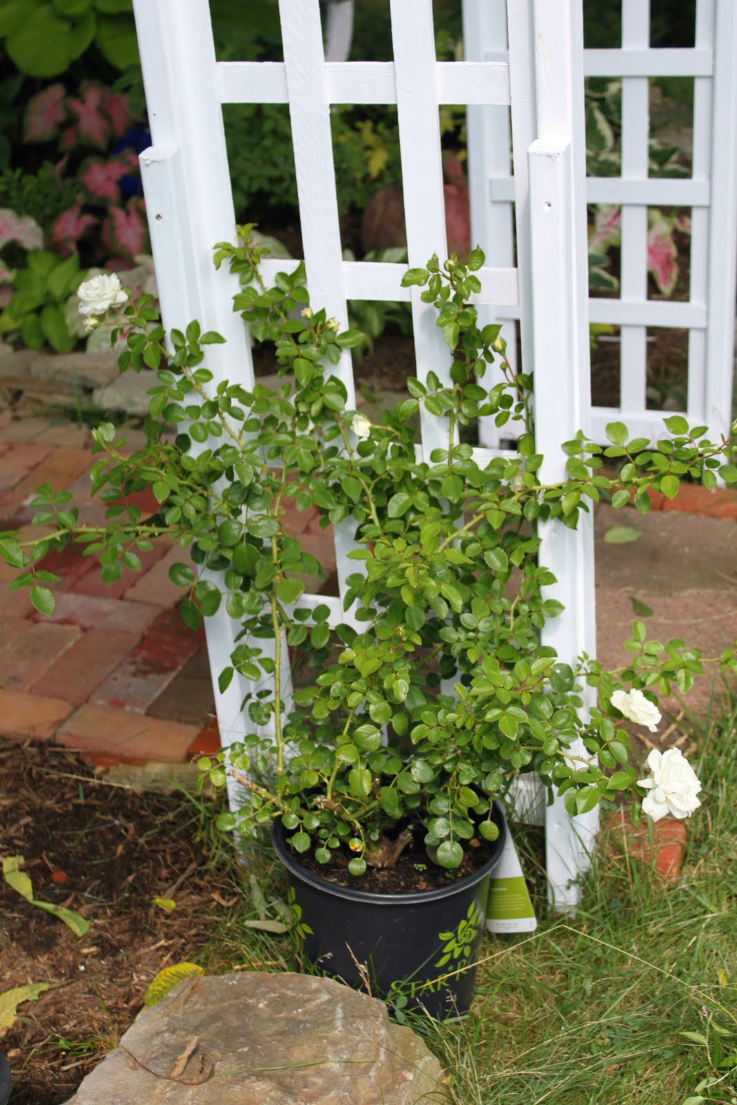 Money Plant Climber