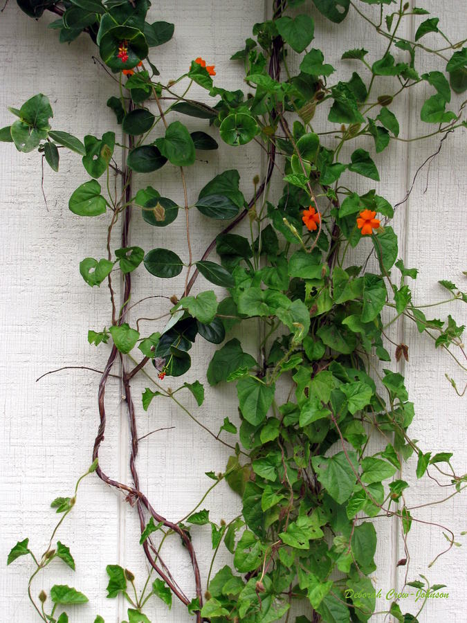 Money Plant Climber