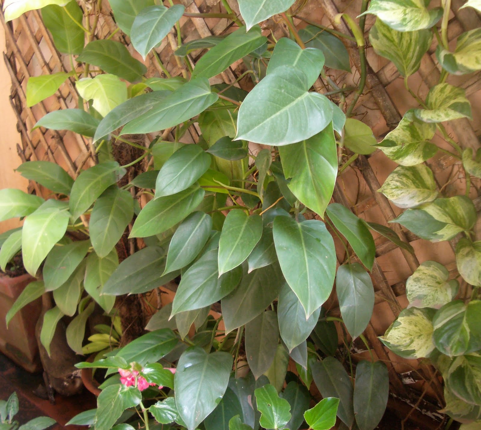 Money Plant Creeper