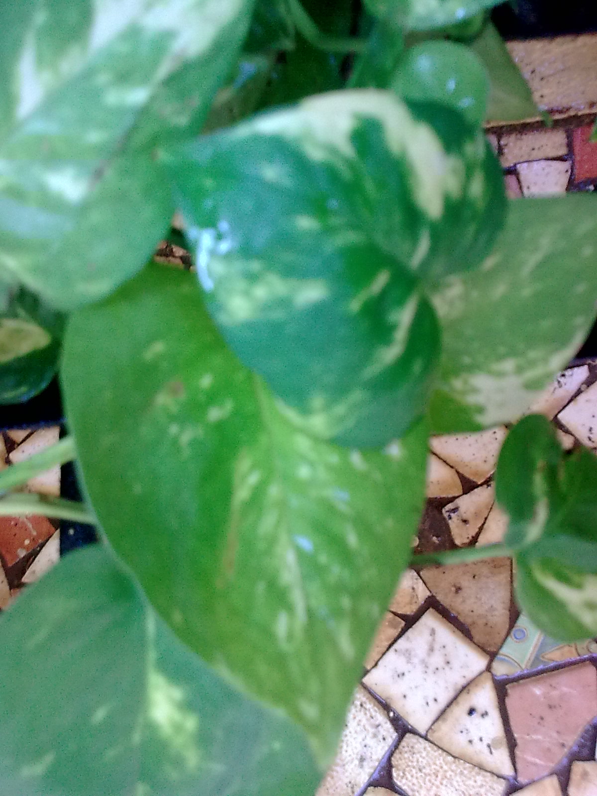 Money Plant Creeper Or Climber