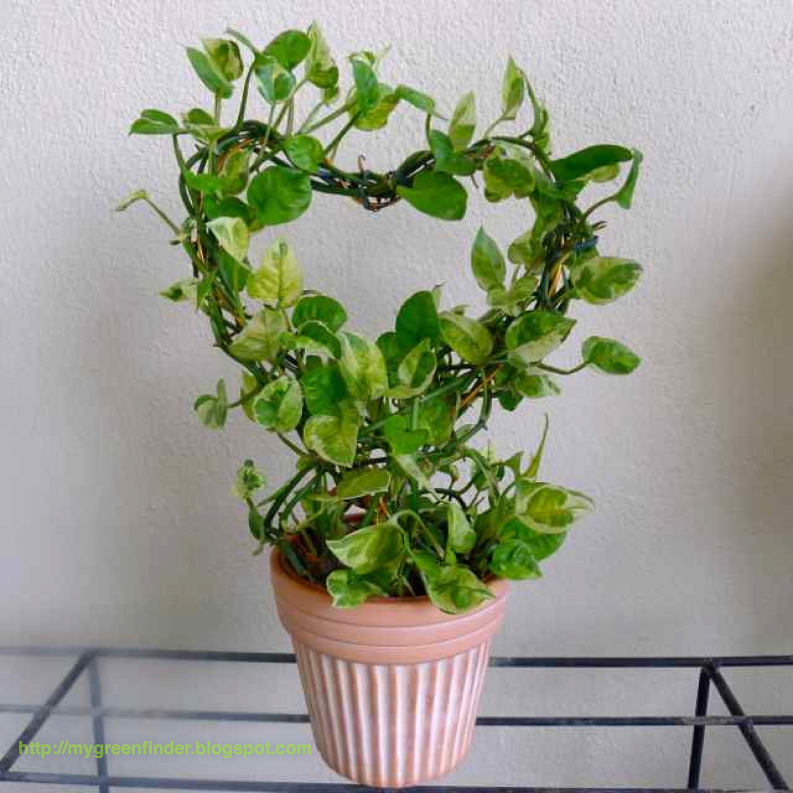 Money Plant Creeper Or Climber