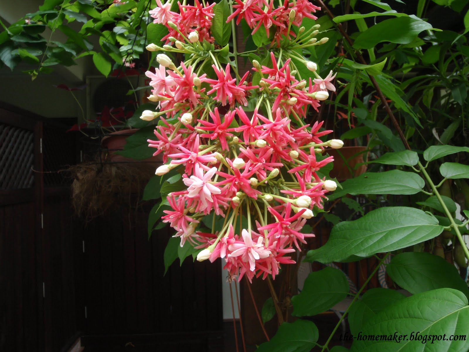 Money Plant Creeper Or Climber