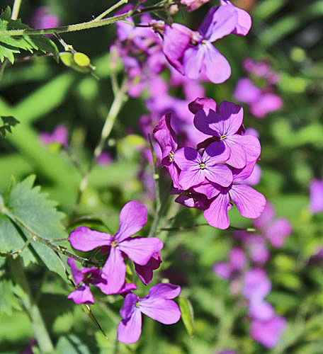 Money Plant Flower