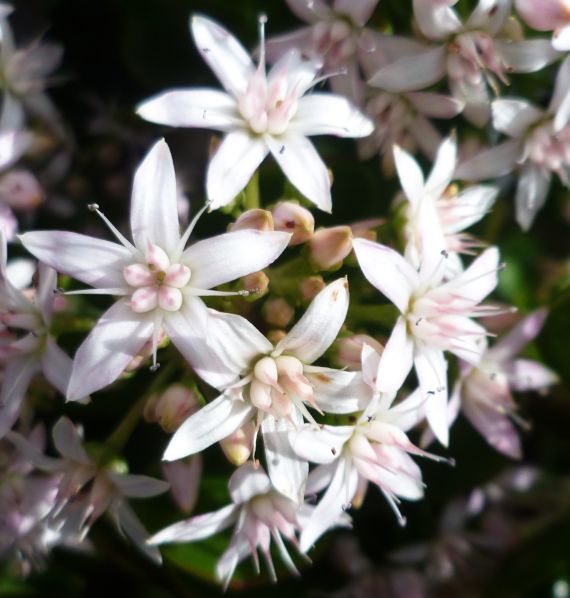 Money Plant Flower