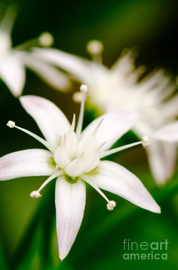 Money Plant Flower