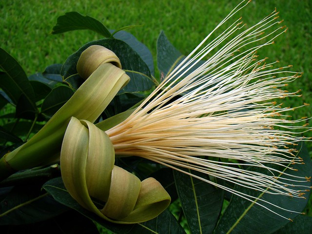 Money Plant Flower