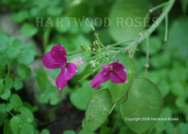 Money Plant Flower