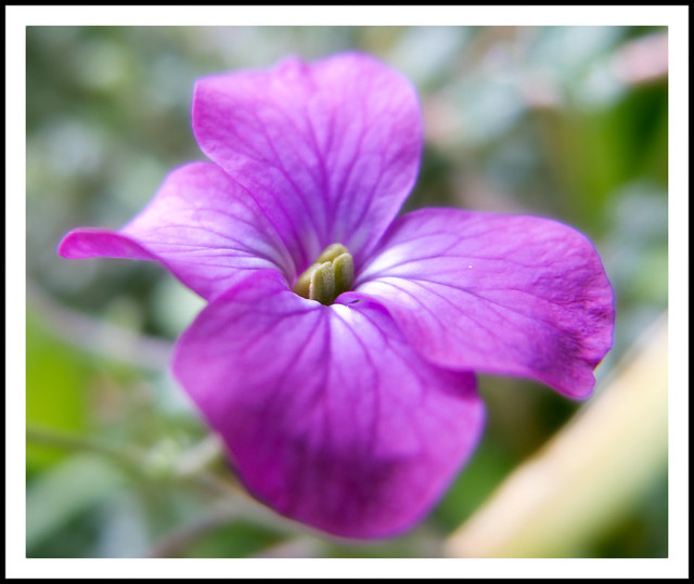 Money Plant Flower