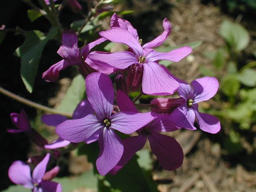 Money Plant Flower