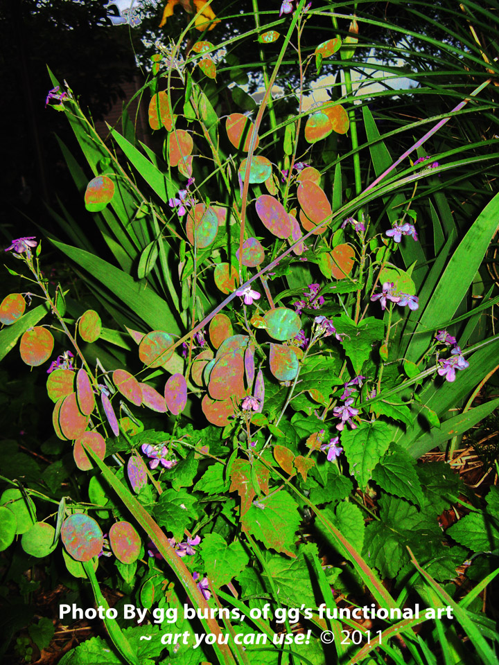 Money Plant Flower