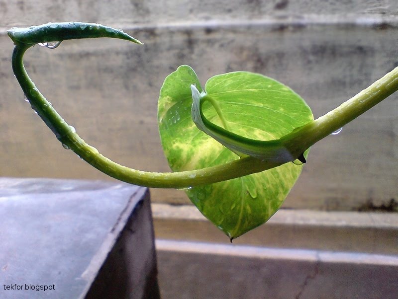 Money Plant In Water