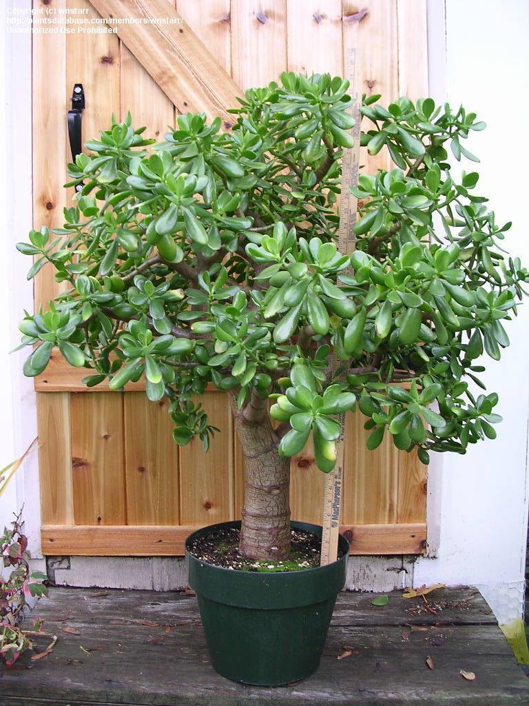 Money Plant In Water