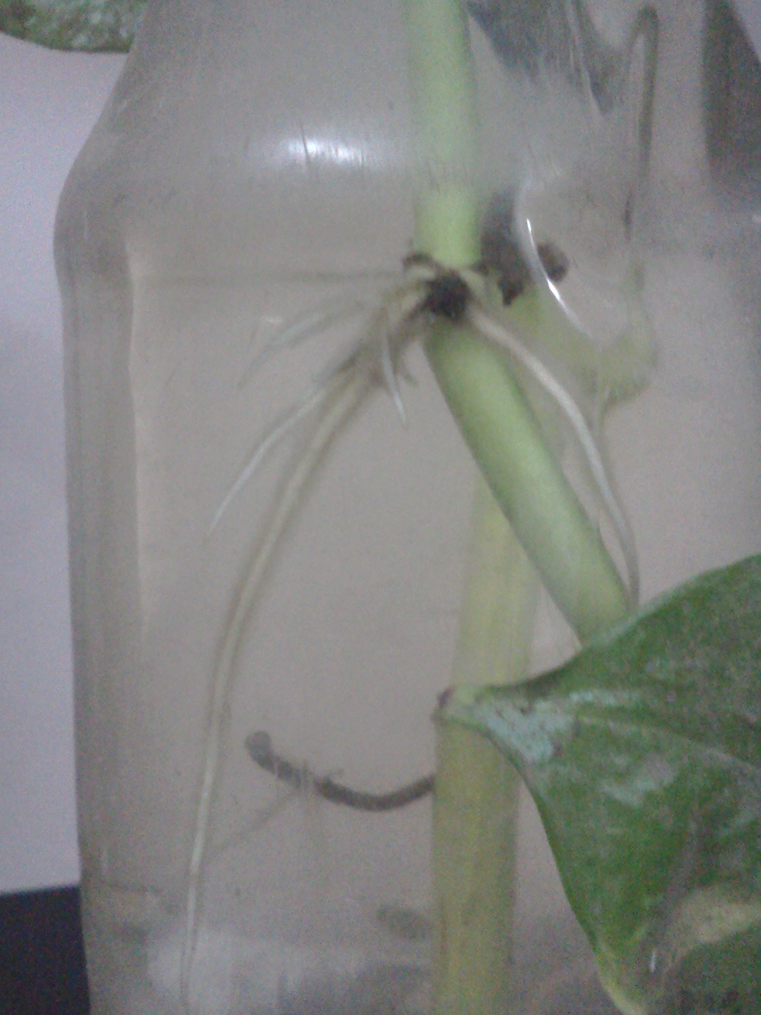 Money Plant In Water Bottle