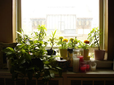 Money Plant In Water Bottle