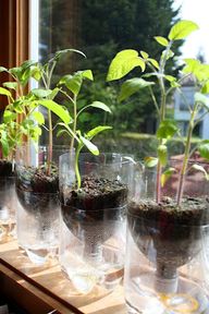 Money Plant In Water Bottle