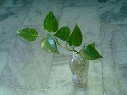 Money Plant In Water Bottle