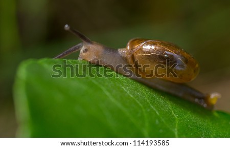 Money Plant Leaf