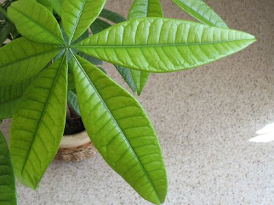 Money Plant Leaf