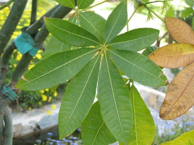 Money Plant Leaf