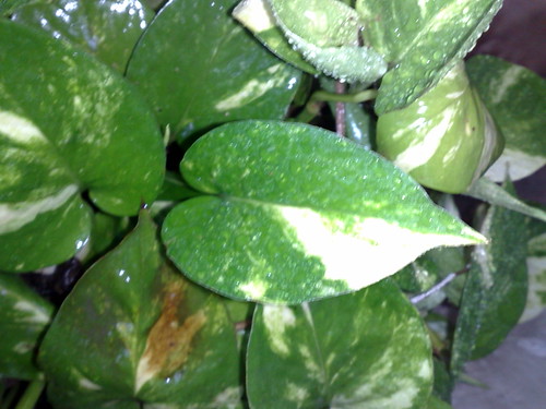 Money Plant Leaf