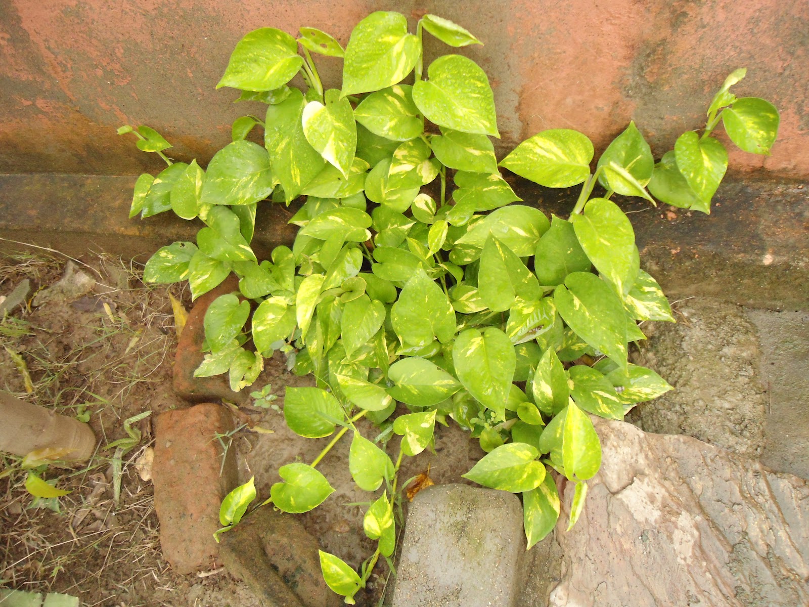 Money Plant Leaf