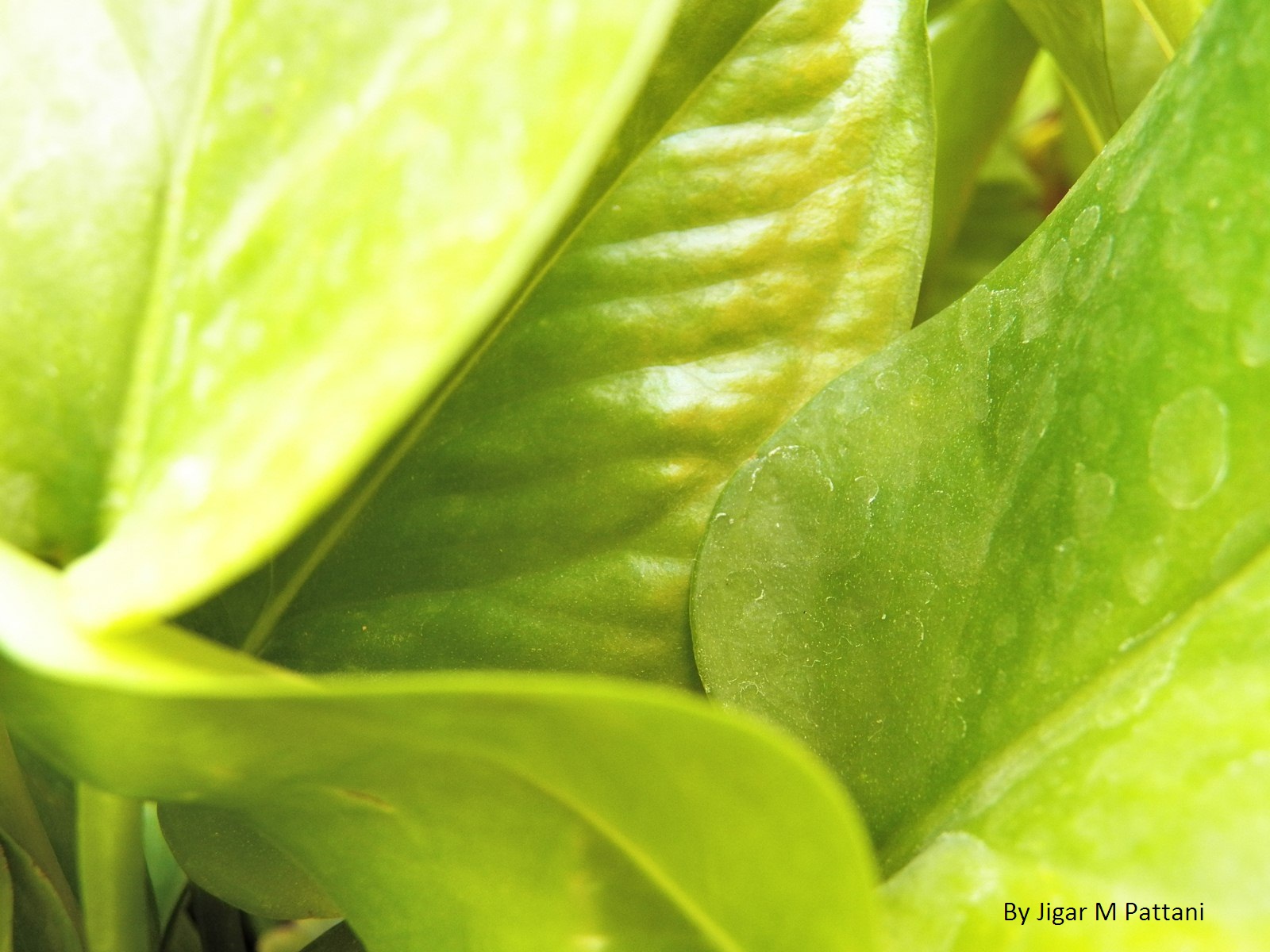 Money Plant Leaf