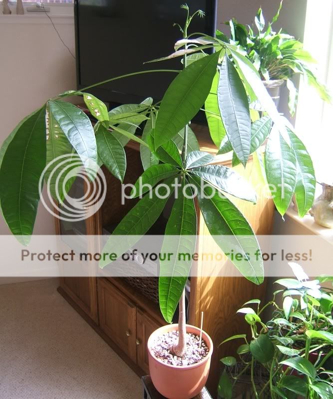 Money Plant Leaf Information