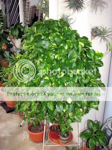 Money Plant Leaf Information