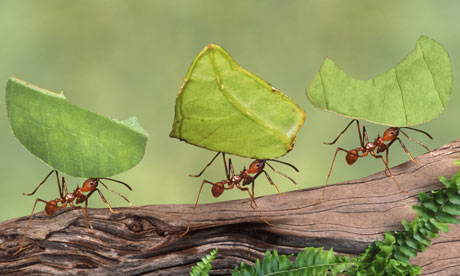 Money Plant Leaf Information