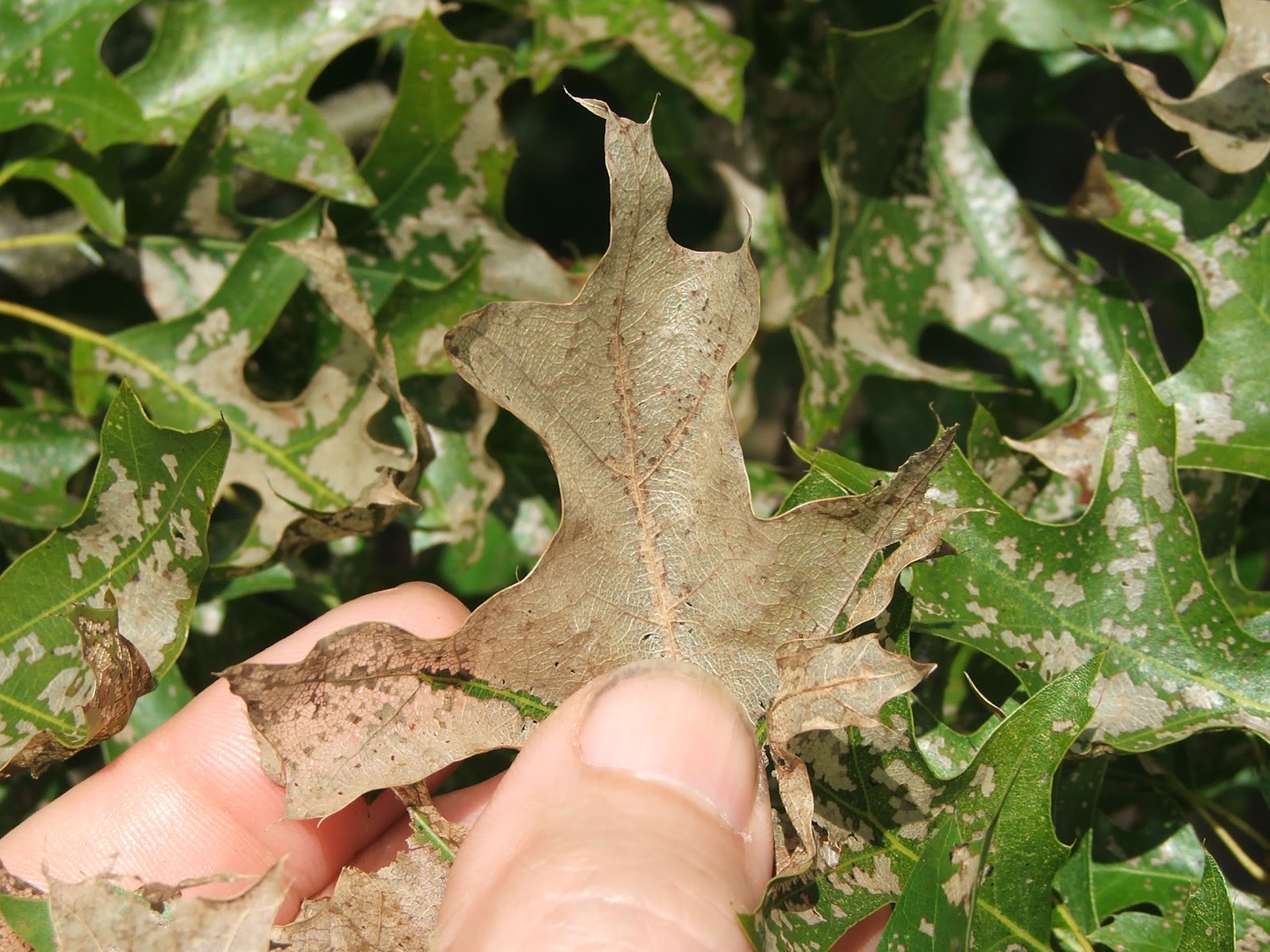 Money Plant Leaf Information