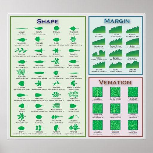 Money Plant Leaf Venation