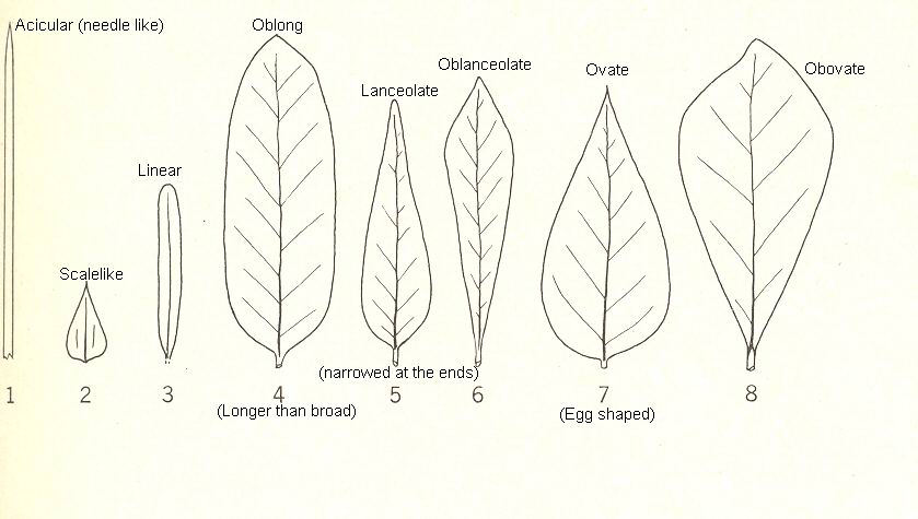 Money Plant Leaf Venation