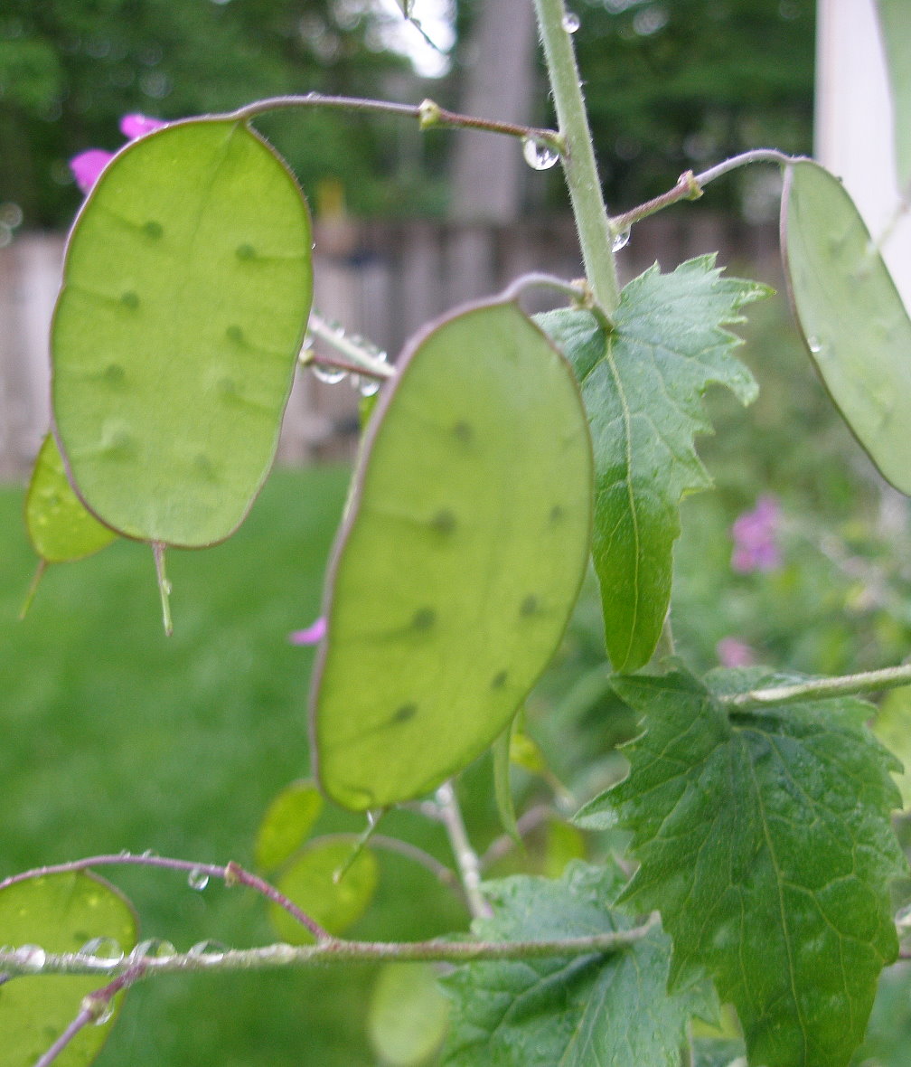 Money Plant Seeds Sale