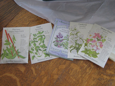 Money Plant Seeds Sale