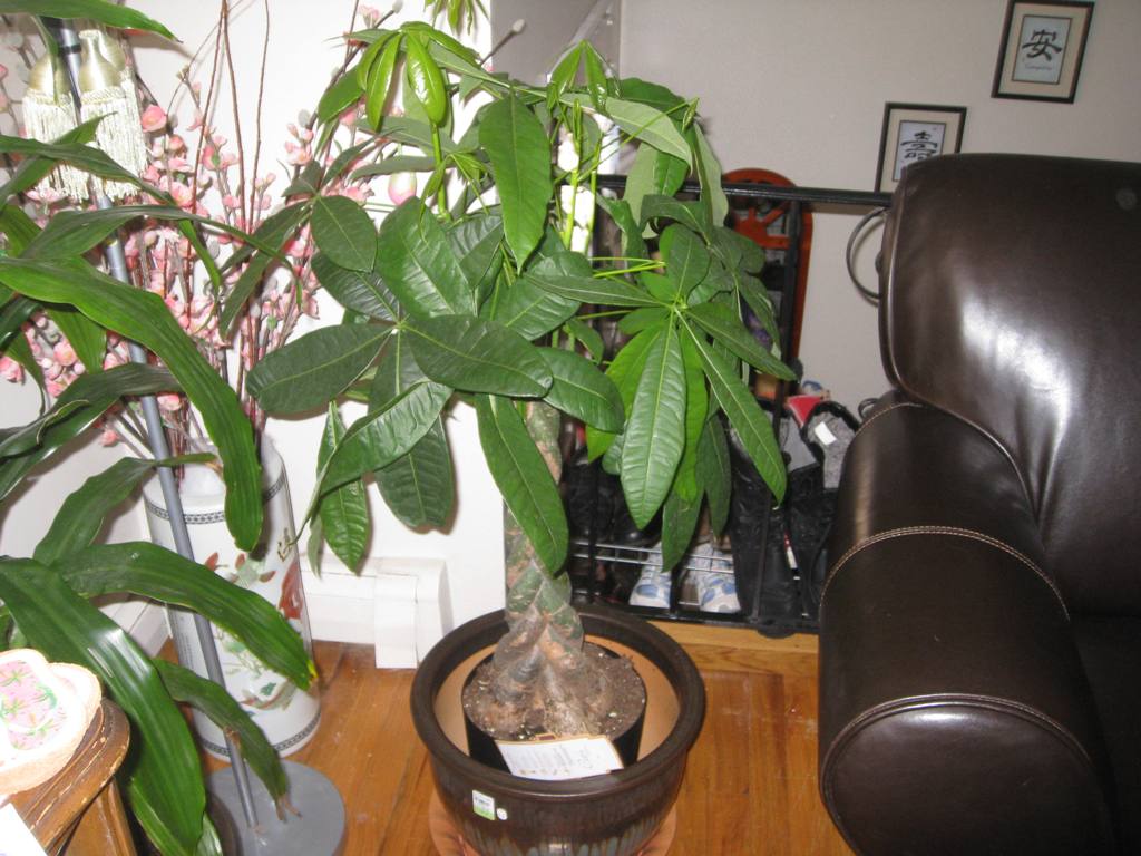 Money Plant Tree