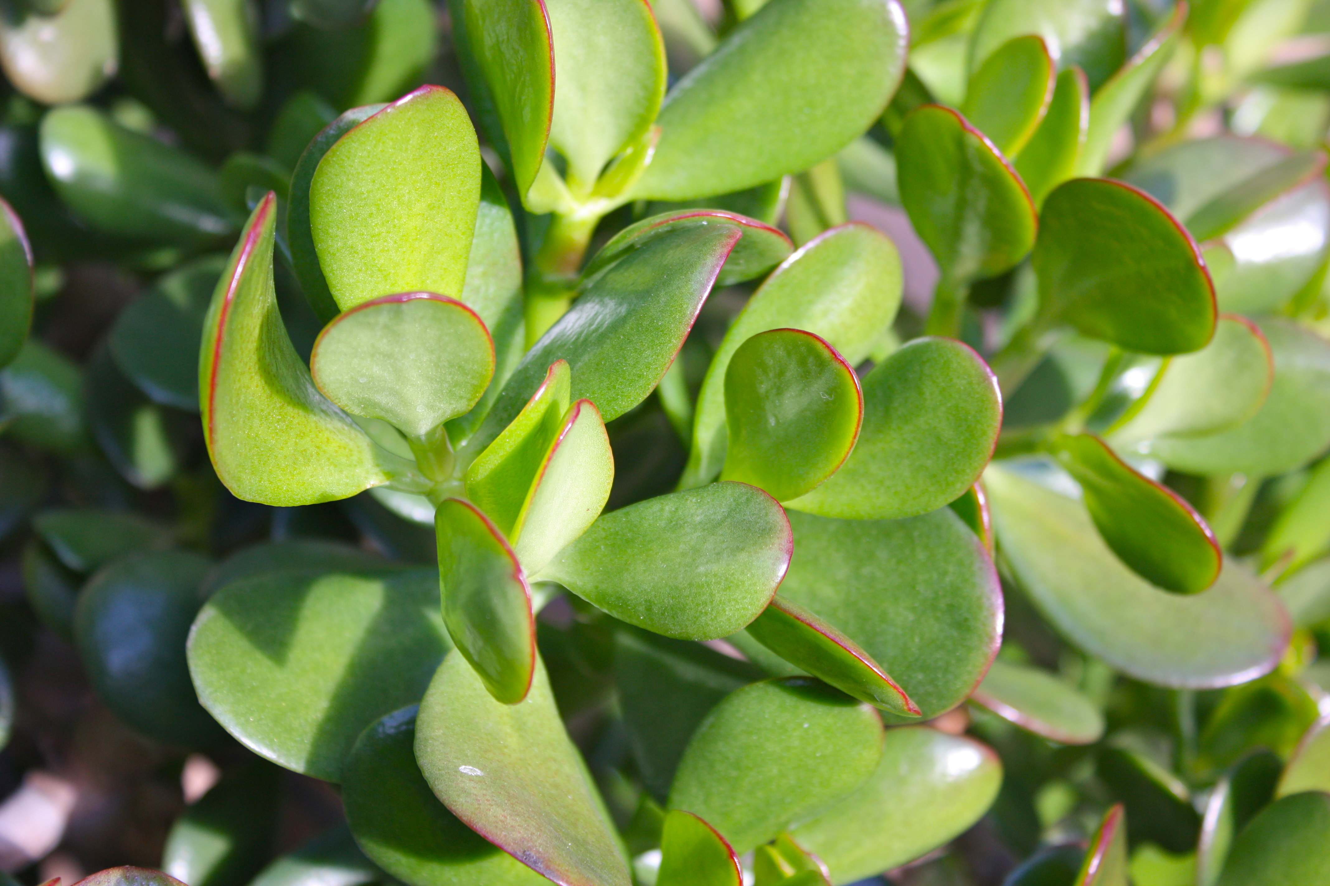 Money Plant Tree