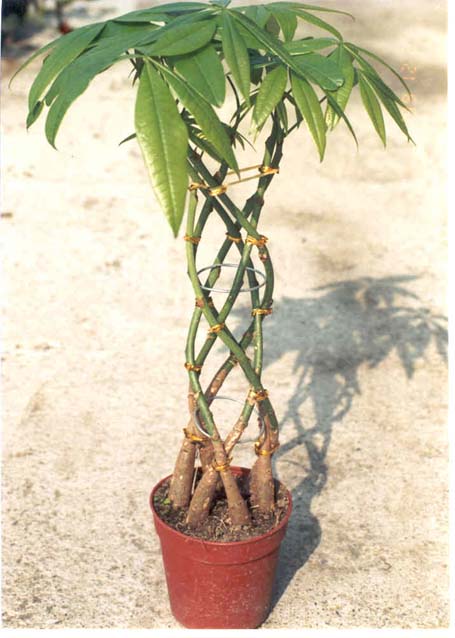 Money Plant Tree