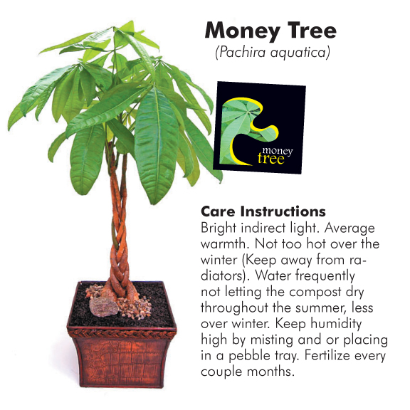 Money Plant Tree