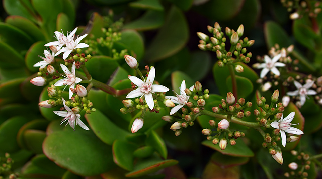 Money Plant Tree Information